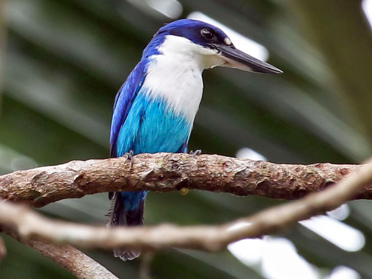 2点おまとめ"Kingfisher” "Lapis lazuli” The kingfisher, the flying lapis lazuli (ITA) : r/birding