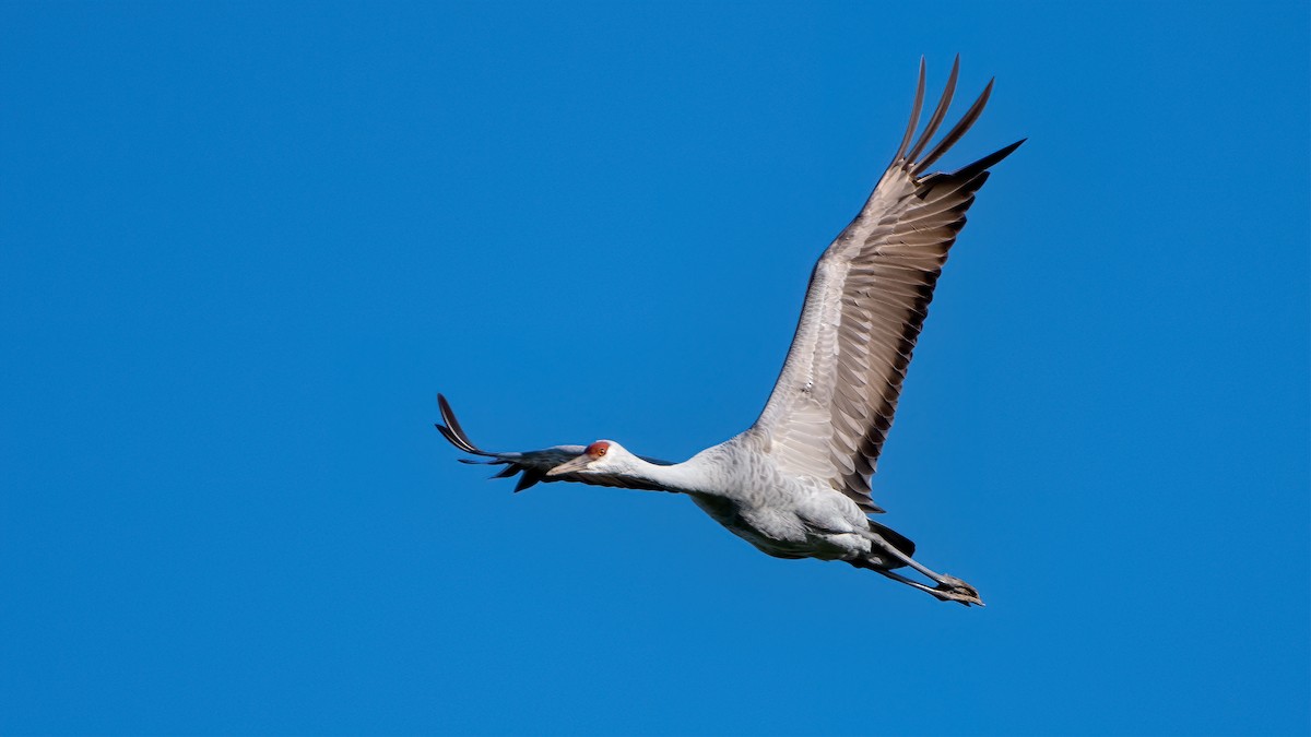 Sandhill Crane - ML272493701