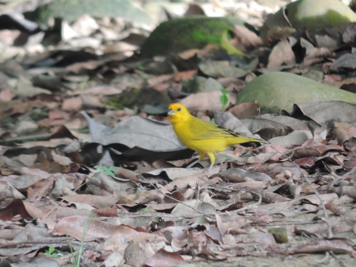 Yellow Warbler - alcaravanes  gabo