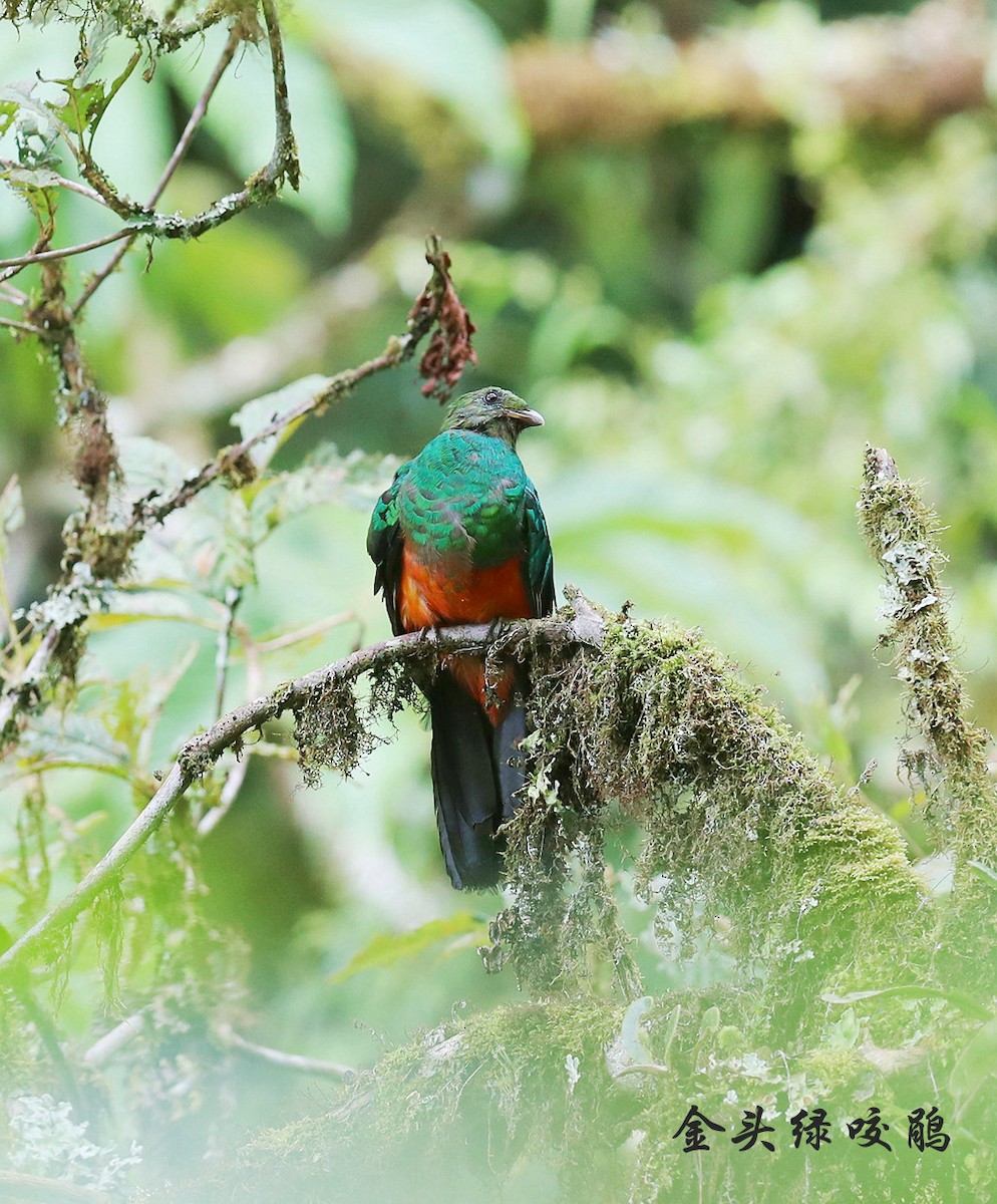 Golden-headed Quetzal - ML272494931