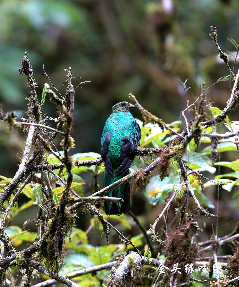 Golden-headed Quetzal - ML272494941