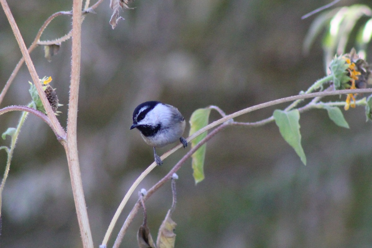 Mountain Chickadee - David Lerwill