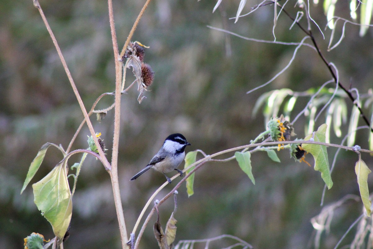 Mountain Chickadee - David Lerwill