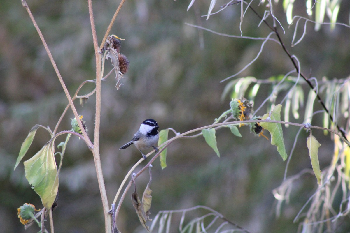 Mountain Chickadee - David Lerwill