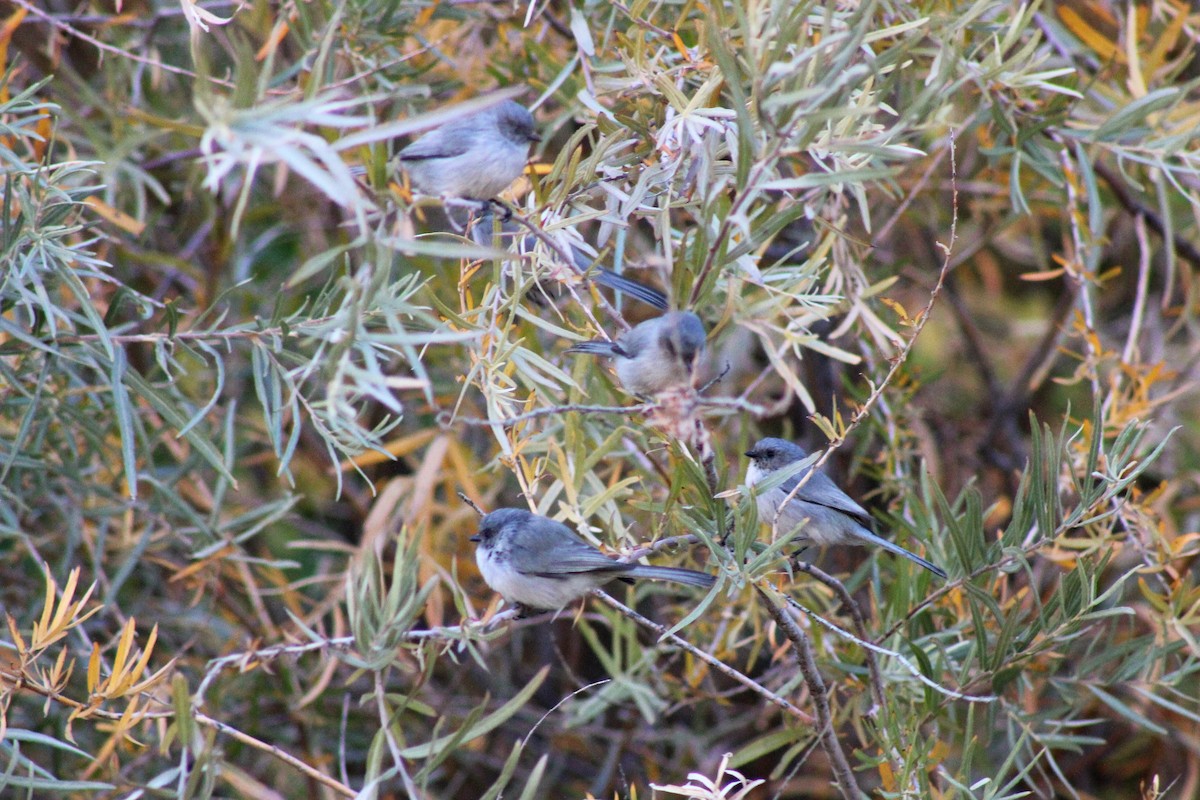 Bushtit - ML272495791