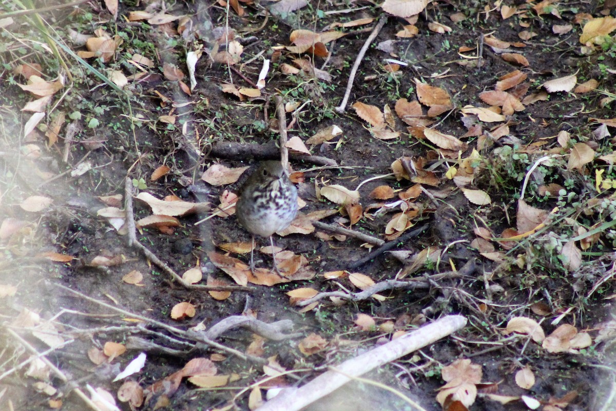 Hermit Thrush - ML272496131