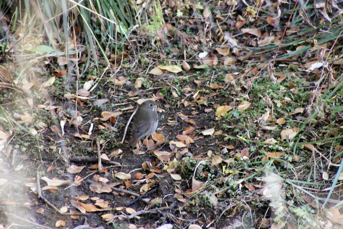 Hermit Thrush - ML272496171