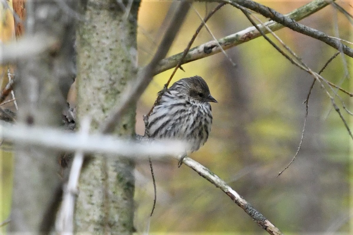 Pine Siskin - Mark Miller