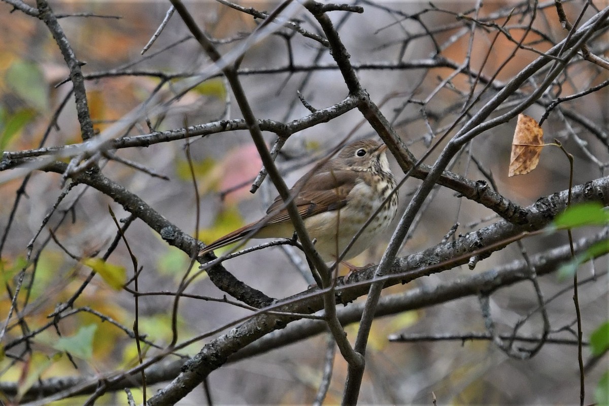 Hermit Thrush - Mark Miller