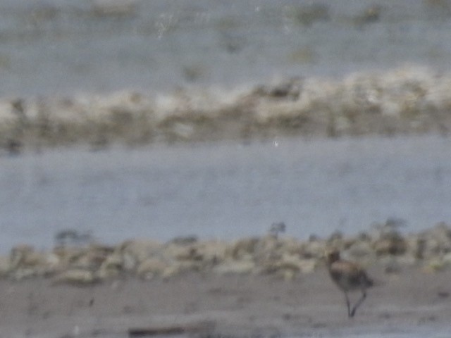 Wandering Tattler - ML272500681