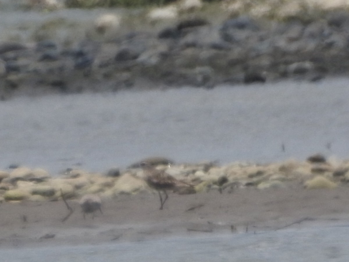 Wandering Tattler - ML272500711