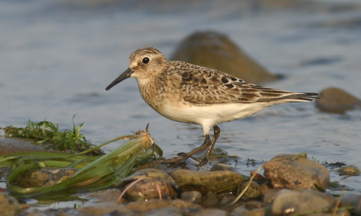 gulbrystsnipe - ML27250131