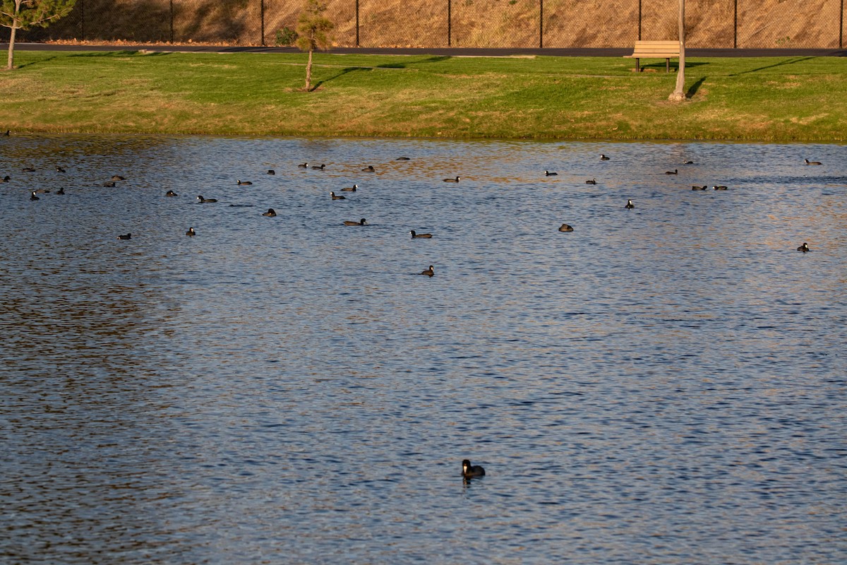 American Coot - ML272501621