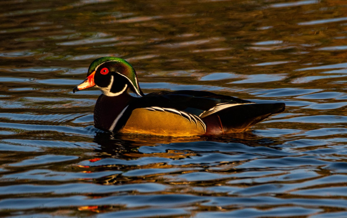 Wood Duck - ML272501791