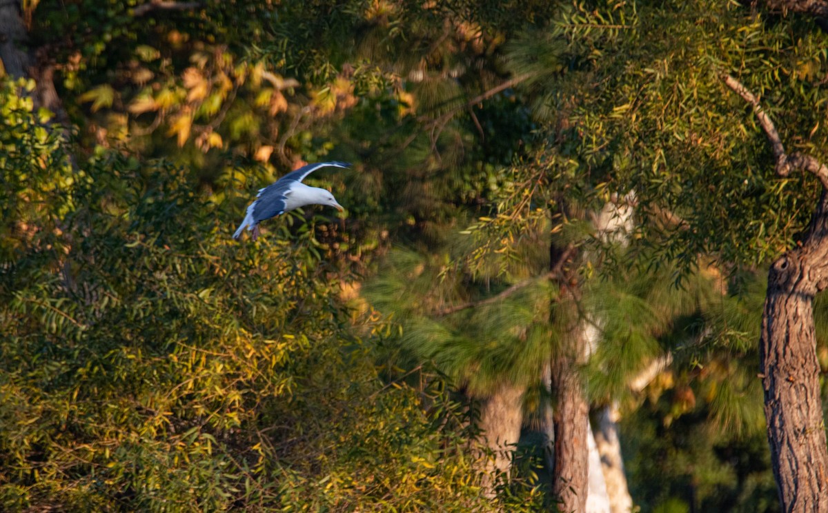 Western Gull - ML272501841