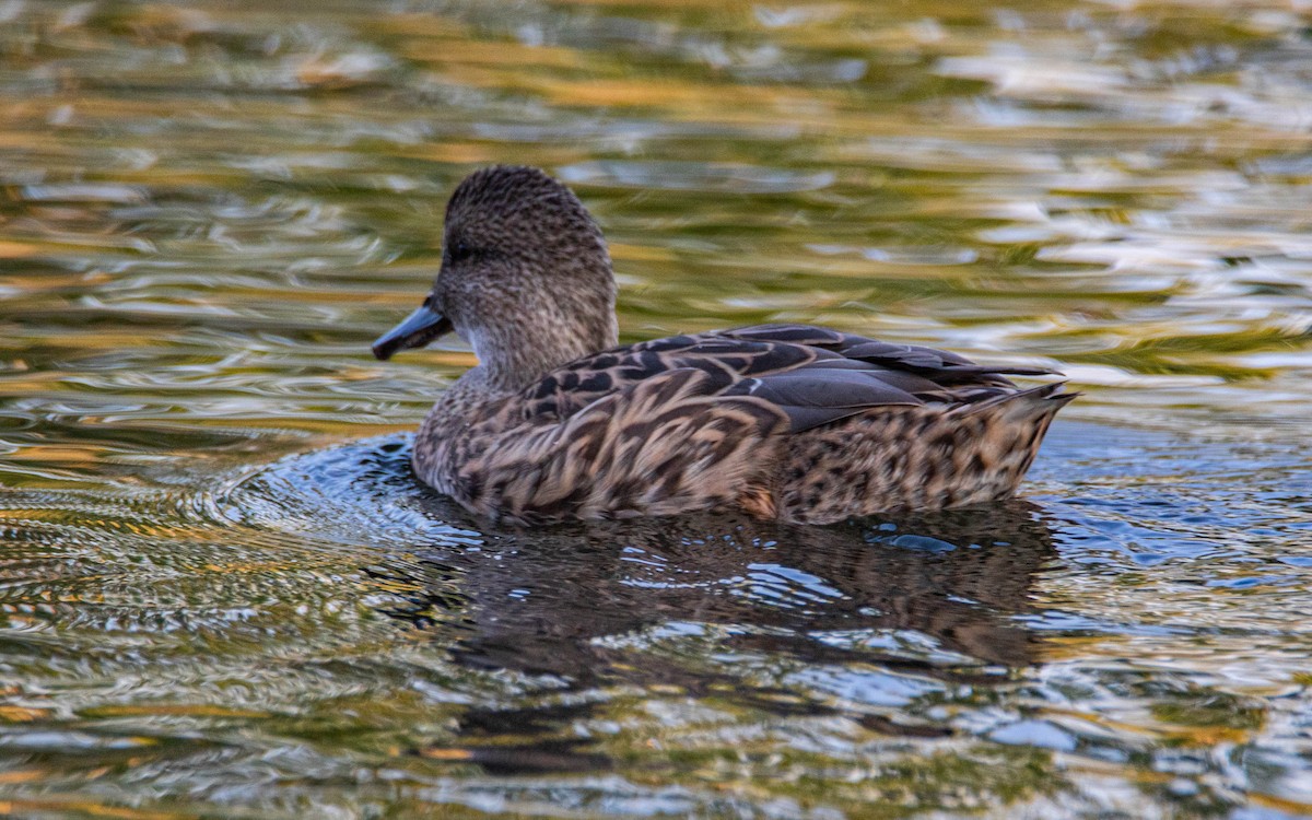 Gadwall - ML272502011