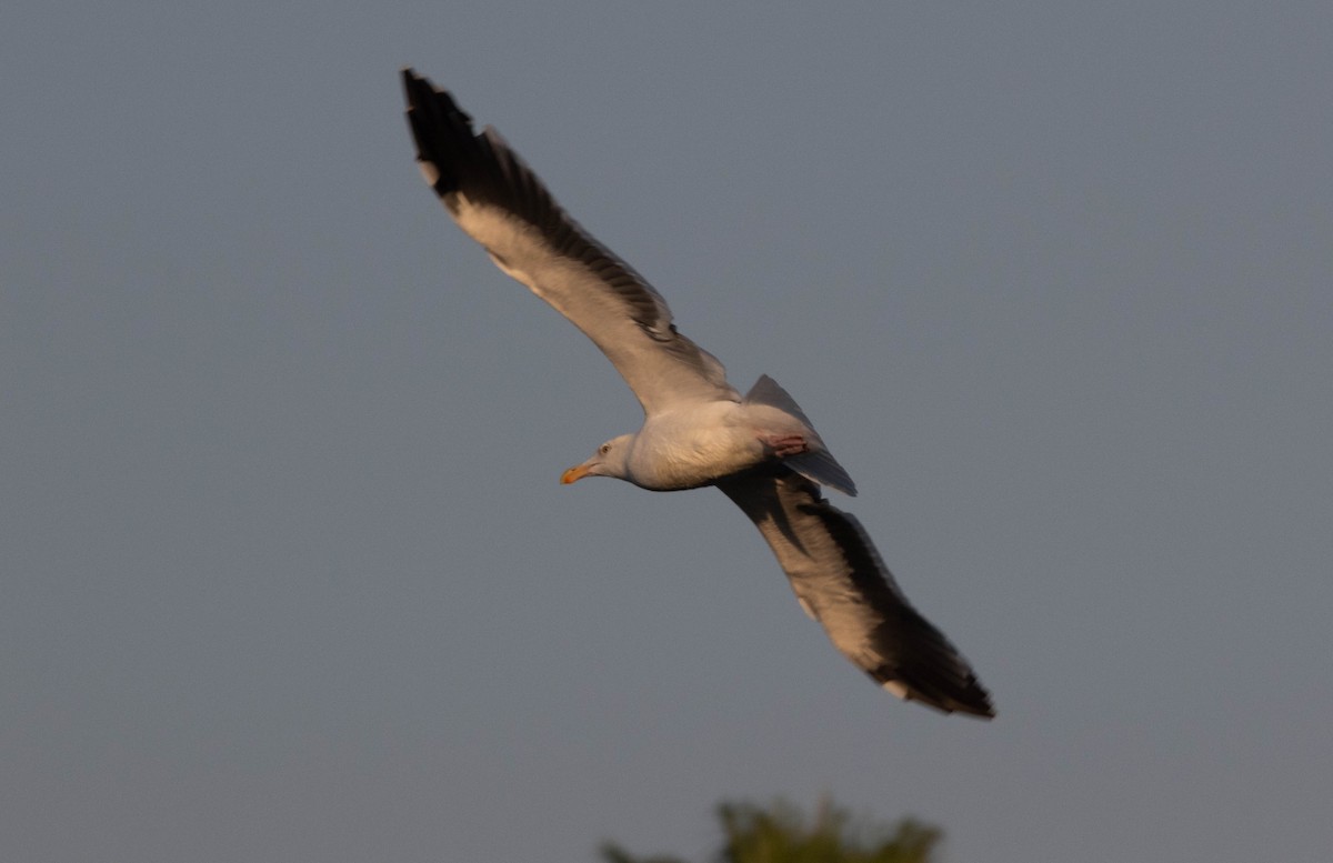 Goéland d'Audubon - ML272502141