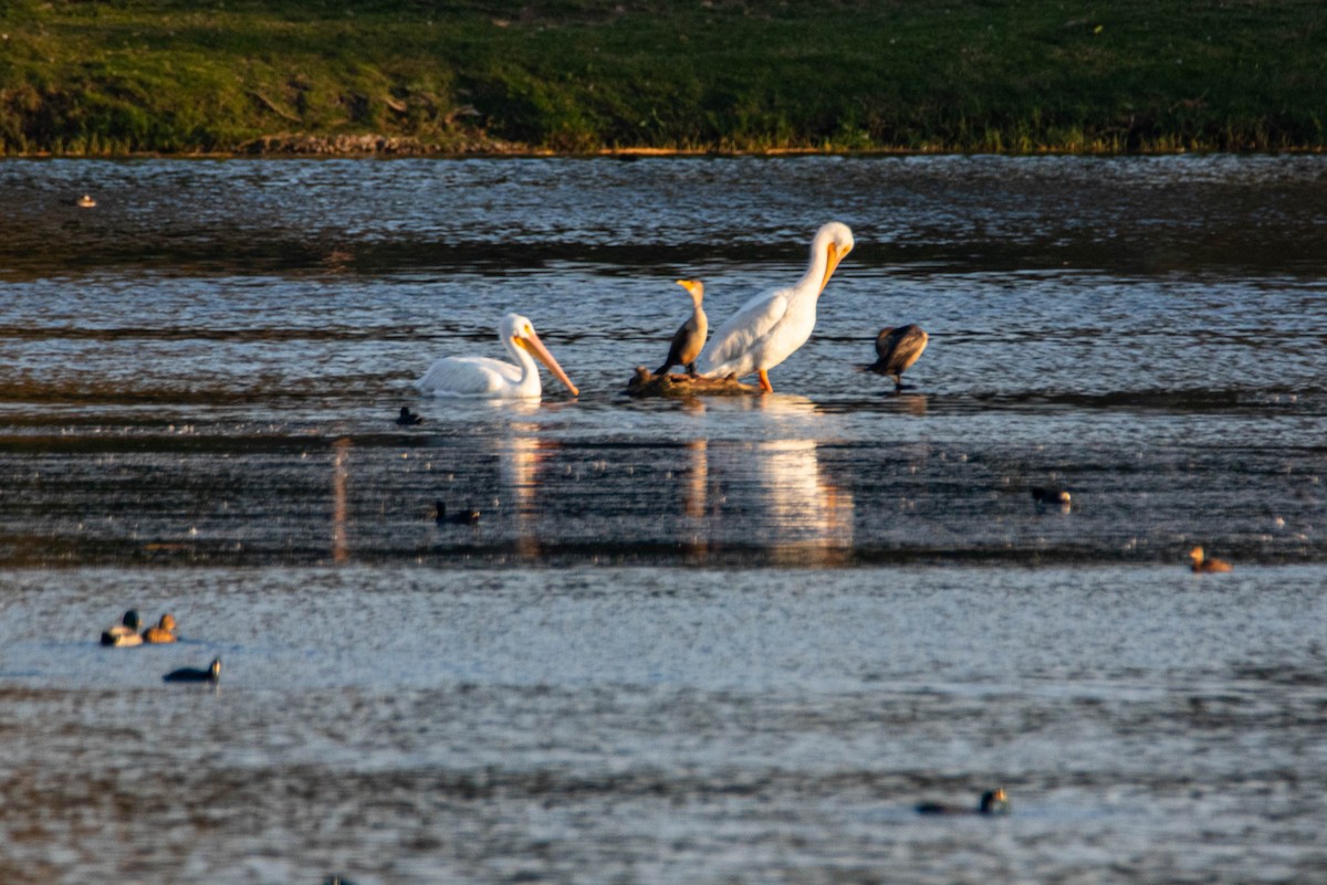 American White Pelican - ML272502201