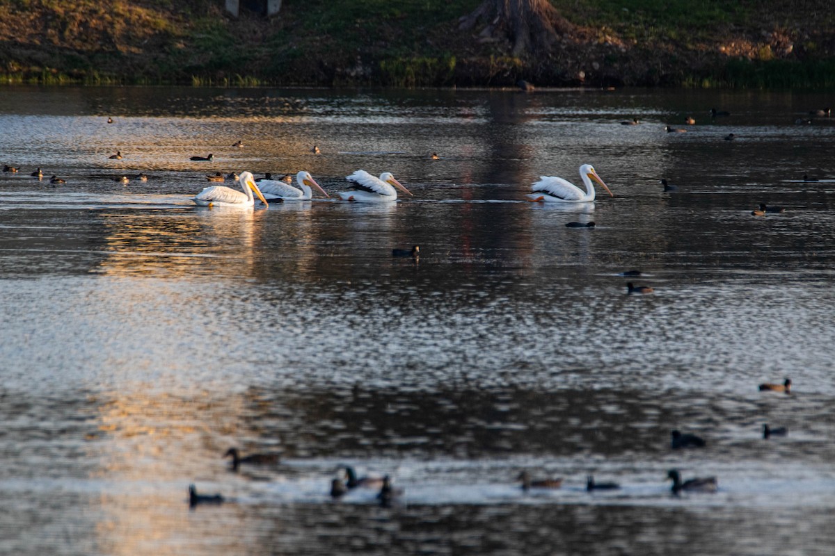 American White Pelican - Steven Williams