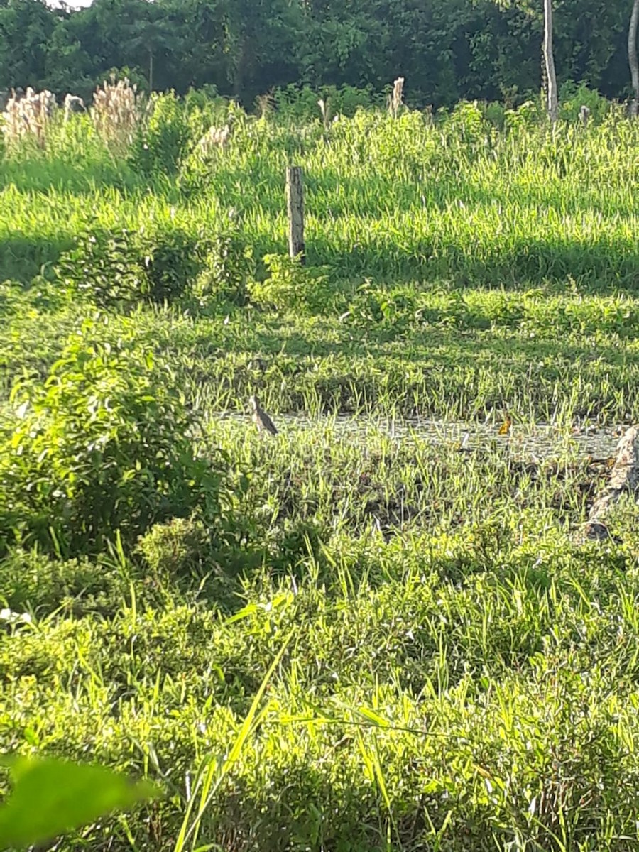 Double-striped Thick-knee - ML272502601