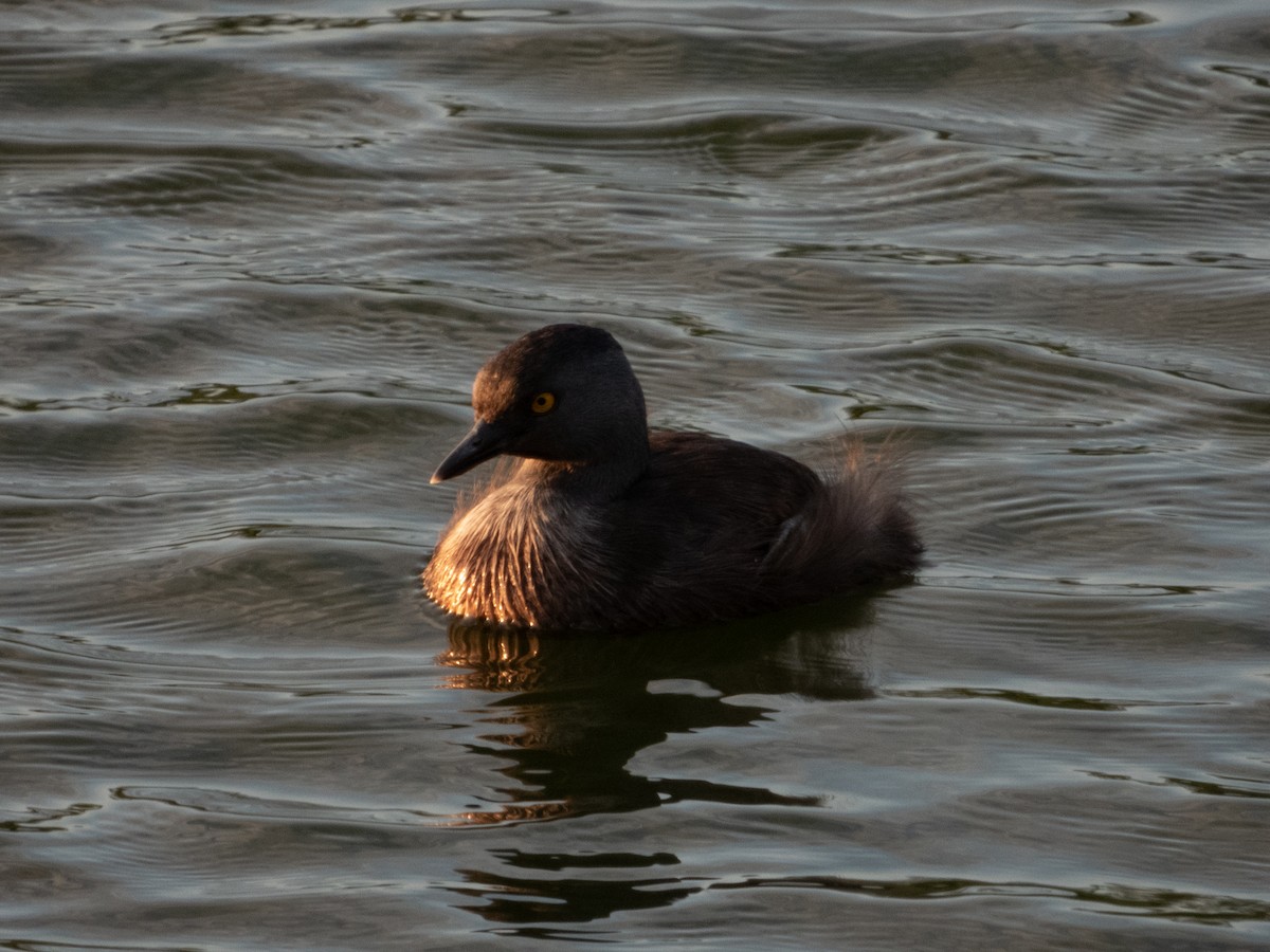 Least Grebe - ML272502641