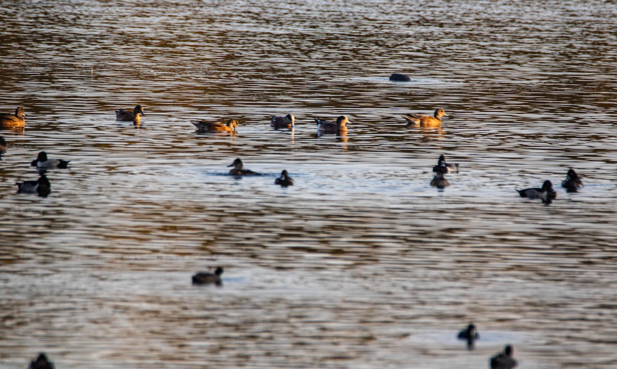 American Wigeon - ML272502931