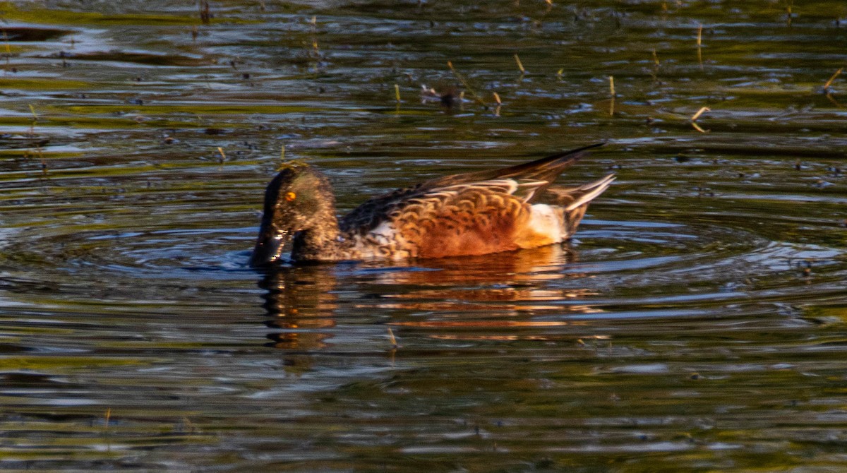 Northern Shoveler - ML272503071