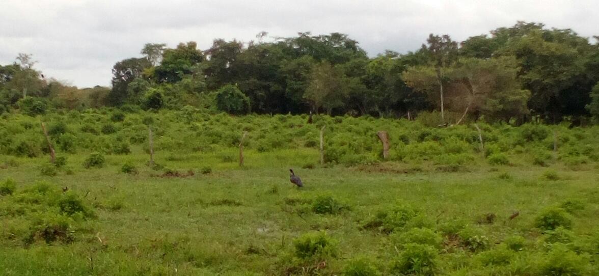 Horned Screamer - alcaravanes  gabo