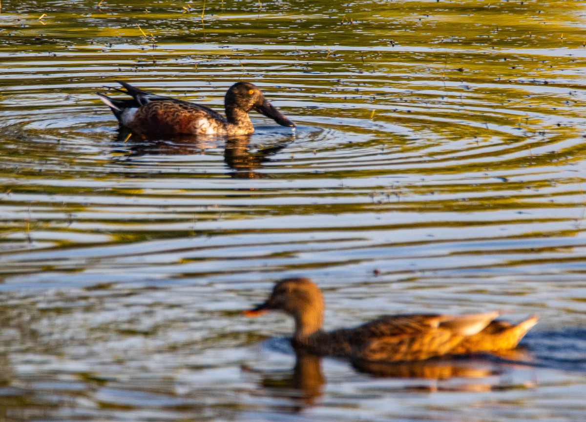 Northern Shoveler - ML272503211