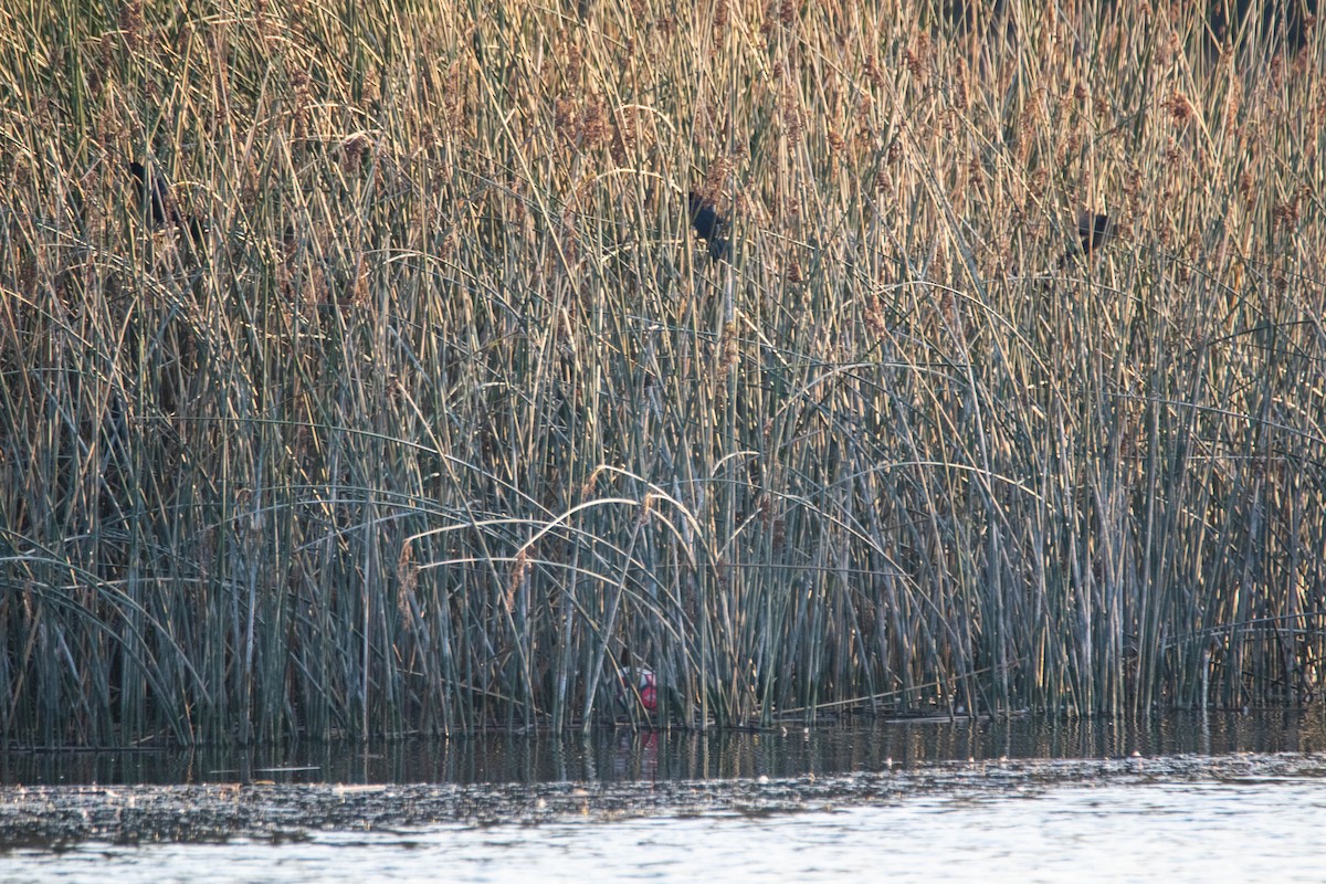 Great-tailed Grackle - ML272503331