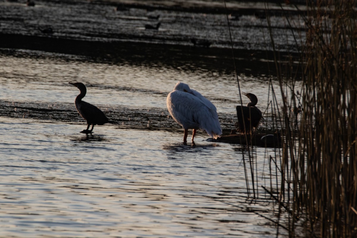 Double-crested Cormorant - ML272503501