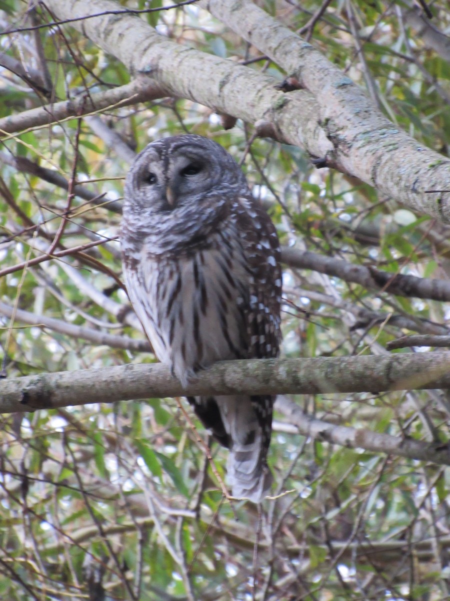 Barred Owl - ML272503881