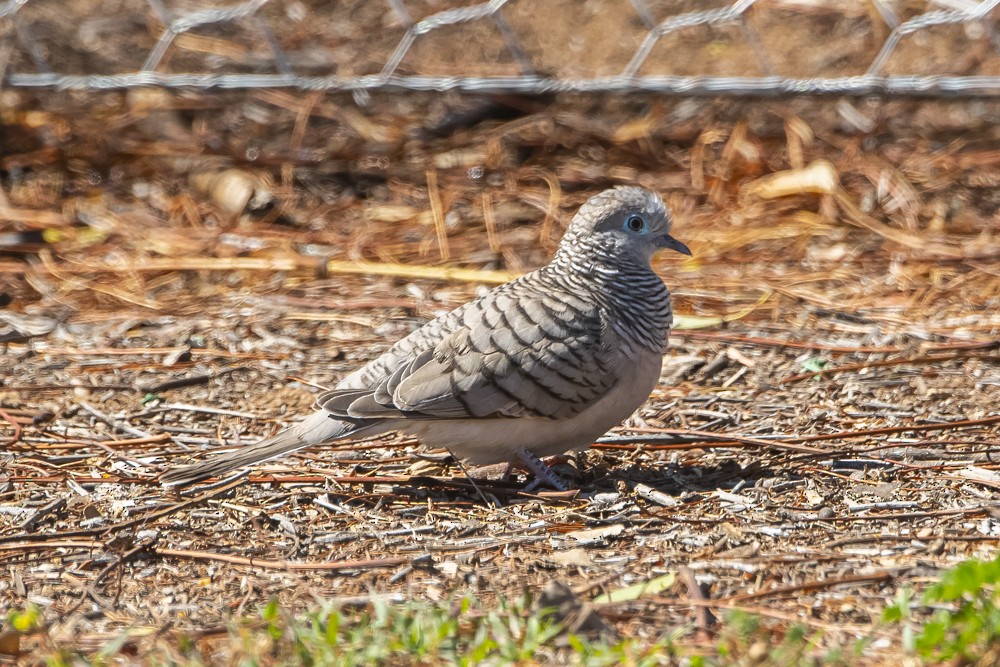 Friedenstäubchen - ML272504161