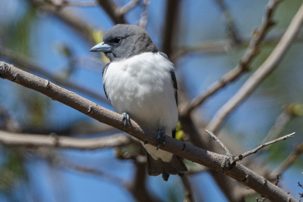 White-breasted Woodswallow - ML272504231
