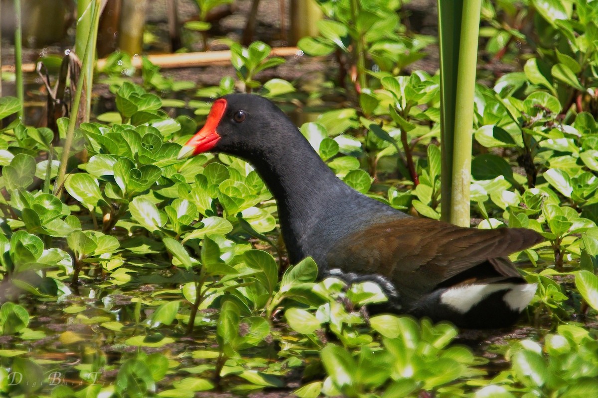 Common Gallinule - DigiBirdTrek CA