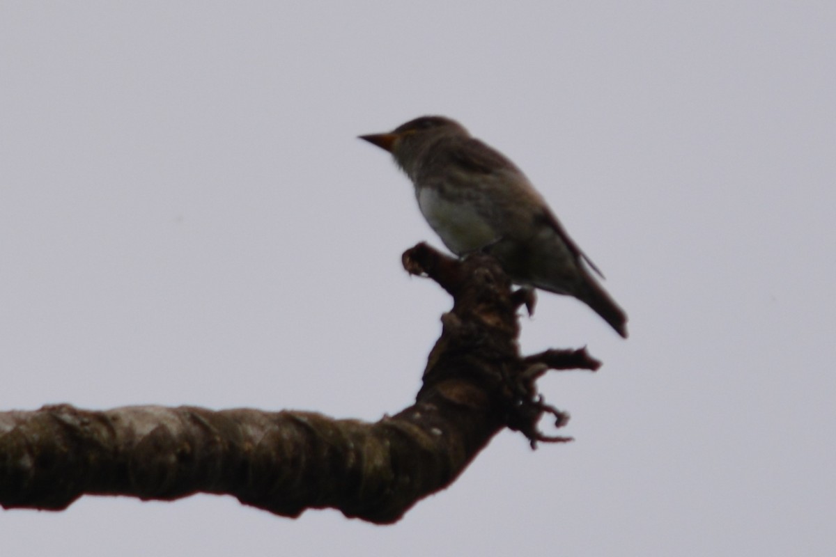 Olive-sided Flycatcher - ML272505751