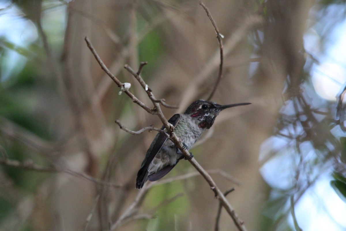 Anna's Hummingbird - ML272506301