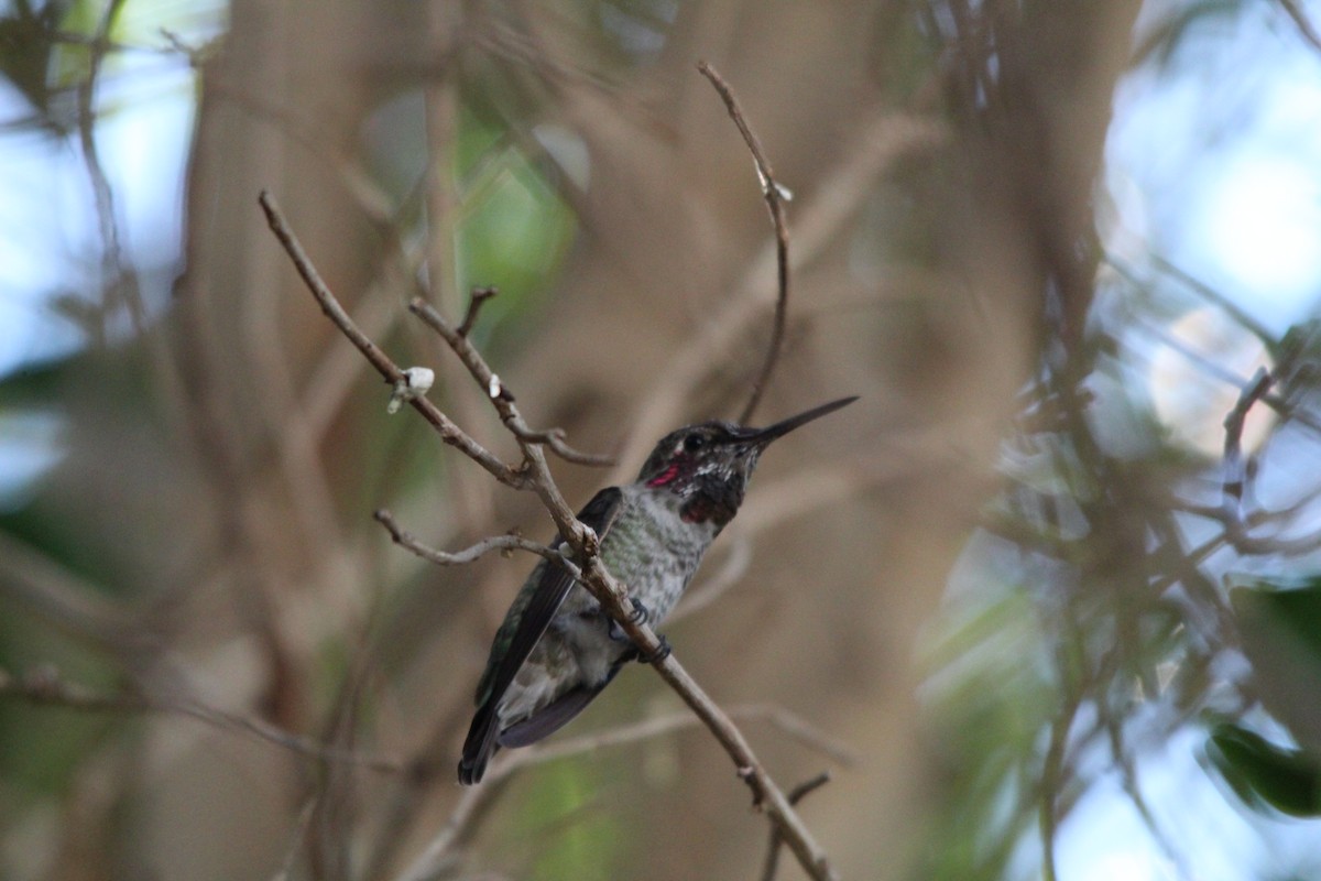 Anna's Hummingbird - ML272506411