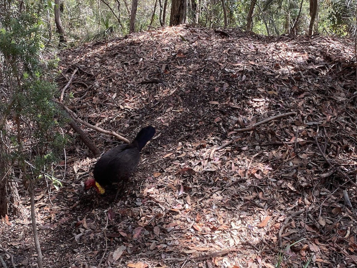 Australian Brushturkey - ML272506581