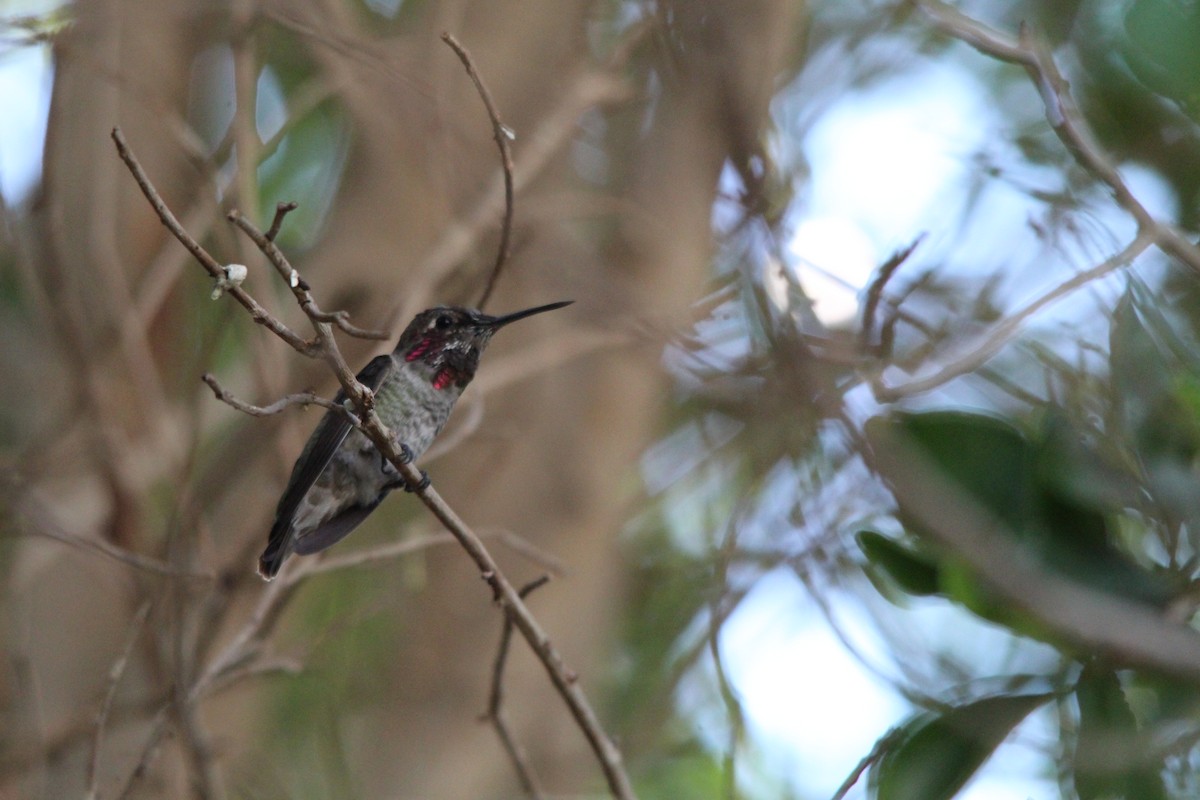 Anna's Hummingbird - ML272506671