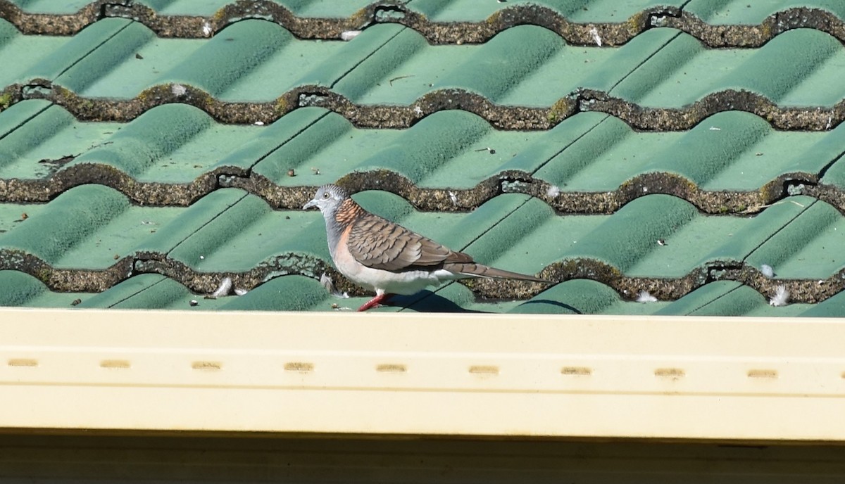 Bar-shouldered Dove - Stephen Cox