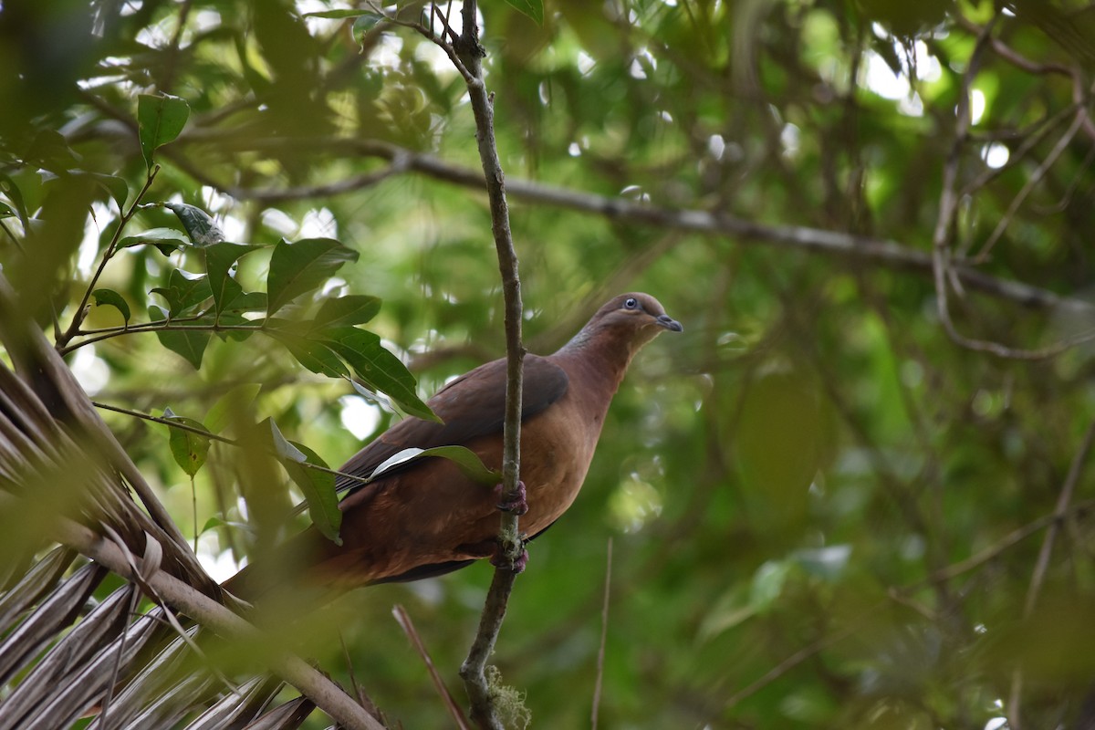 Brown Cuckoo-Dove - ML272509311