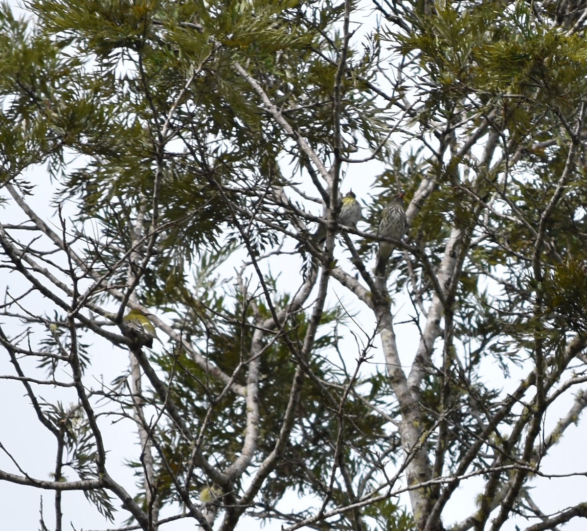 Olive-backed Oriole - ML272509361