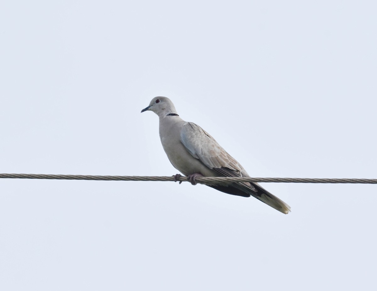 Eurasian Collared-Dove - ML272511291
