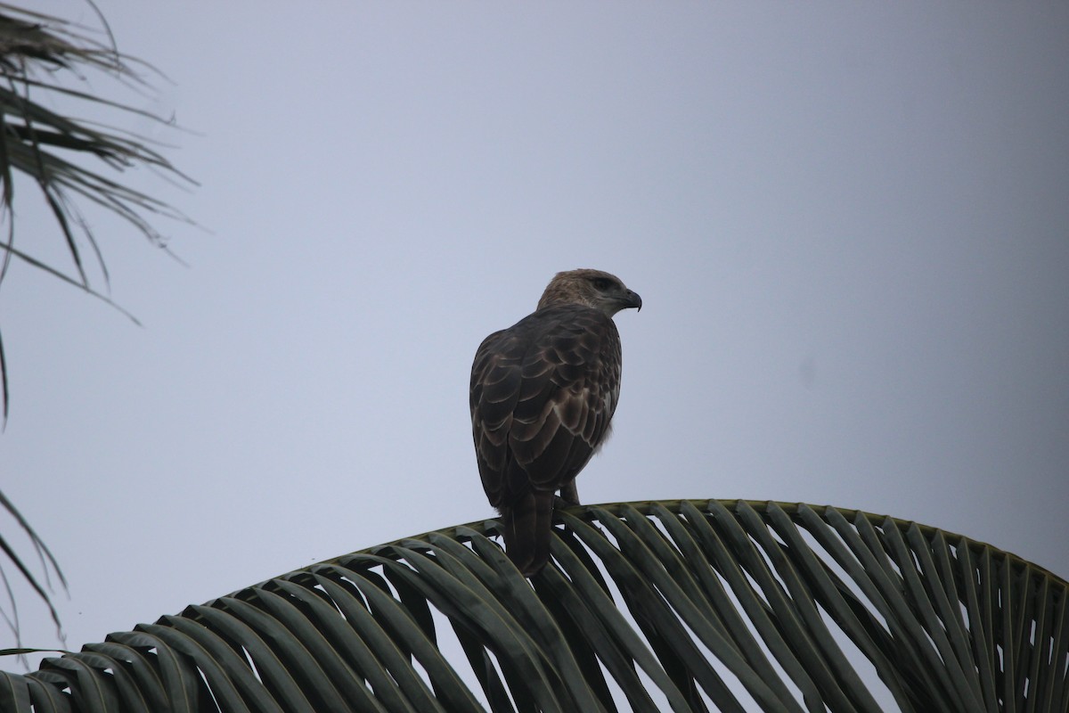 Changeable Hawk-Eagle - ML272518471