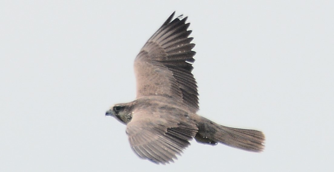 Laggar Falcon - gowathaman ganesan