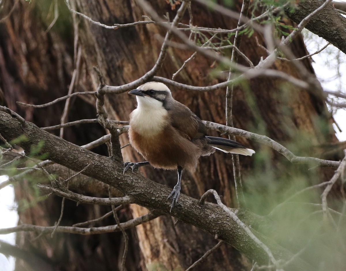 Gray-crowned Babbler - ML272519531