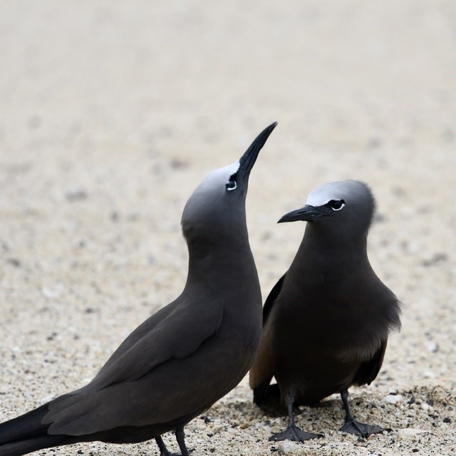 クロアジサシ - ML272520751