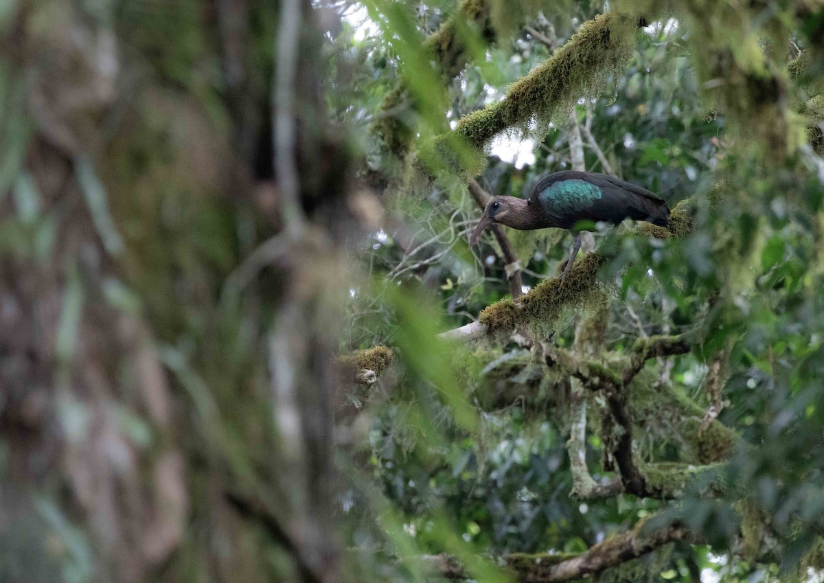 ibis olivový - ML272520851