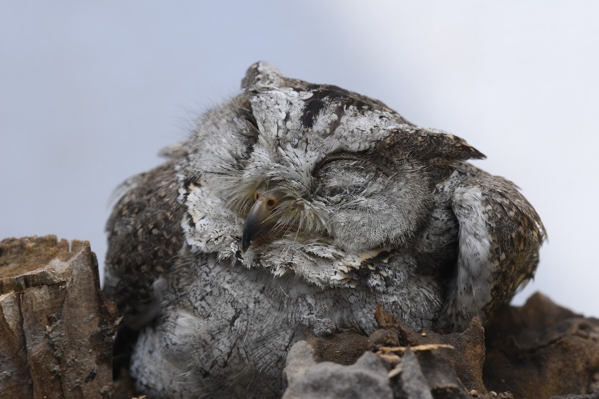 Indian Scops-Owl - ML272523141